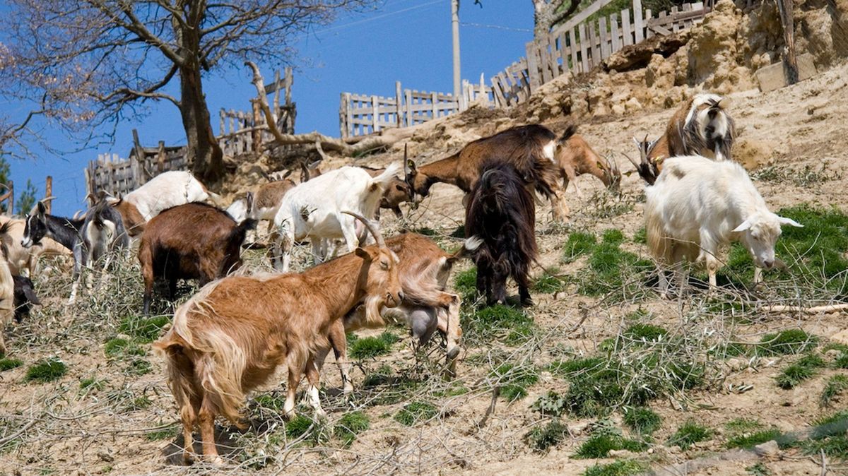 Malý italský ostrov se chce zbavit přemnožených koz, rozdává je zadarmo
